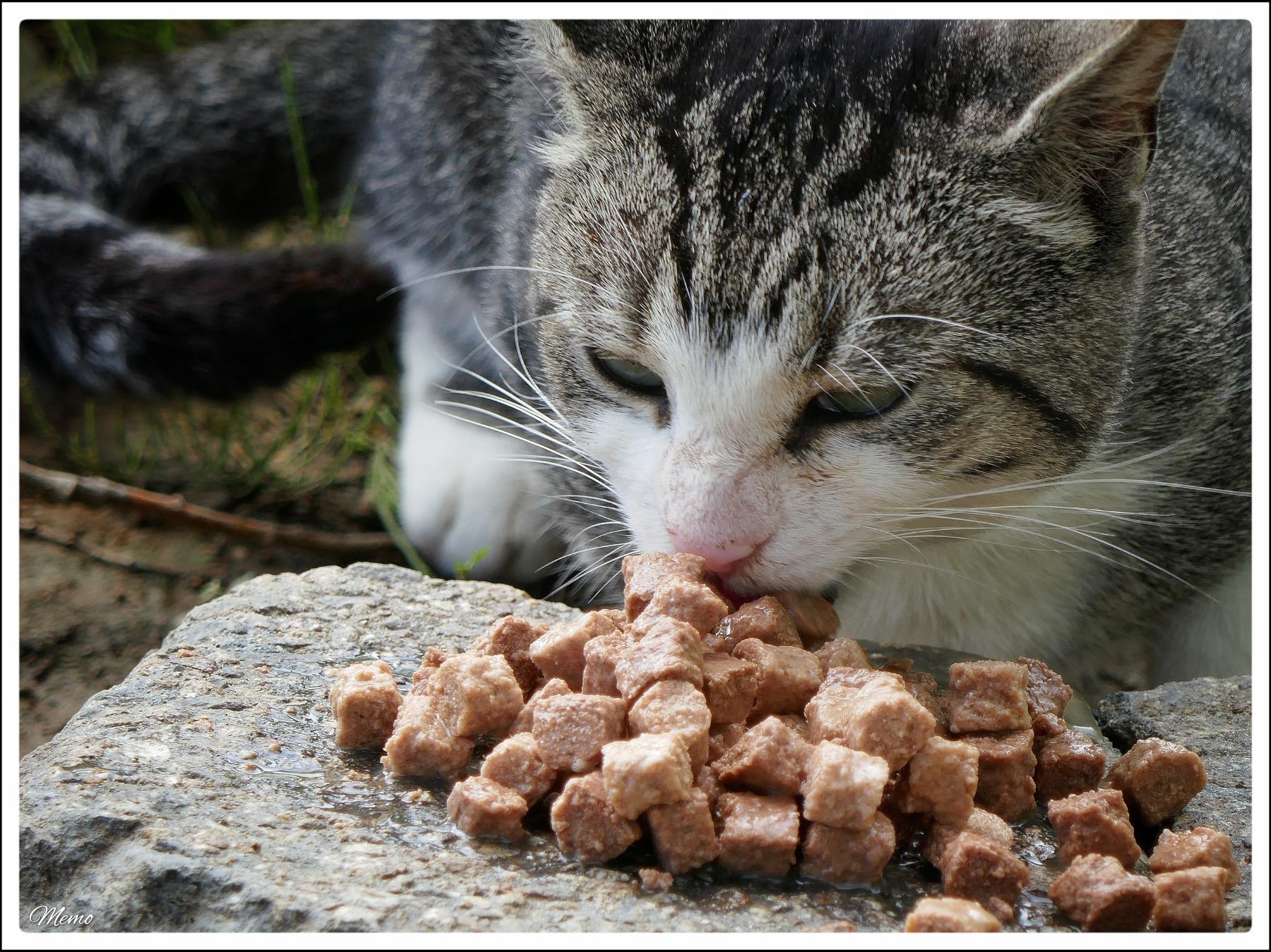 Bildbeschreibung: Die Moorkatzen beim Fressen.