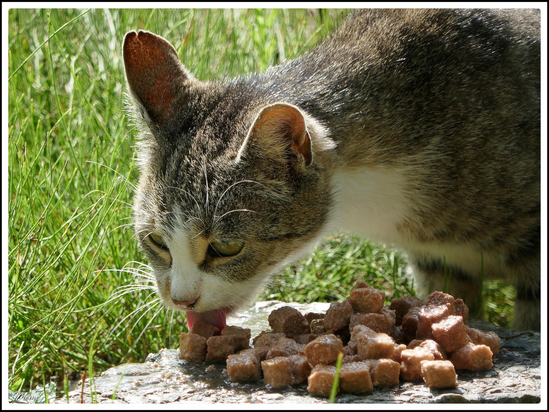 Bildbeschreibung: Die Moorkatzen beim Fressen.