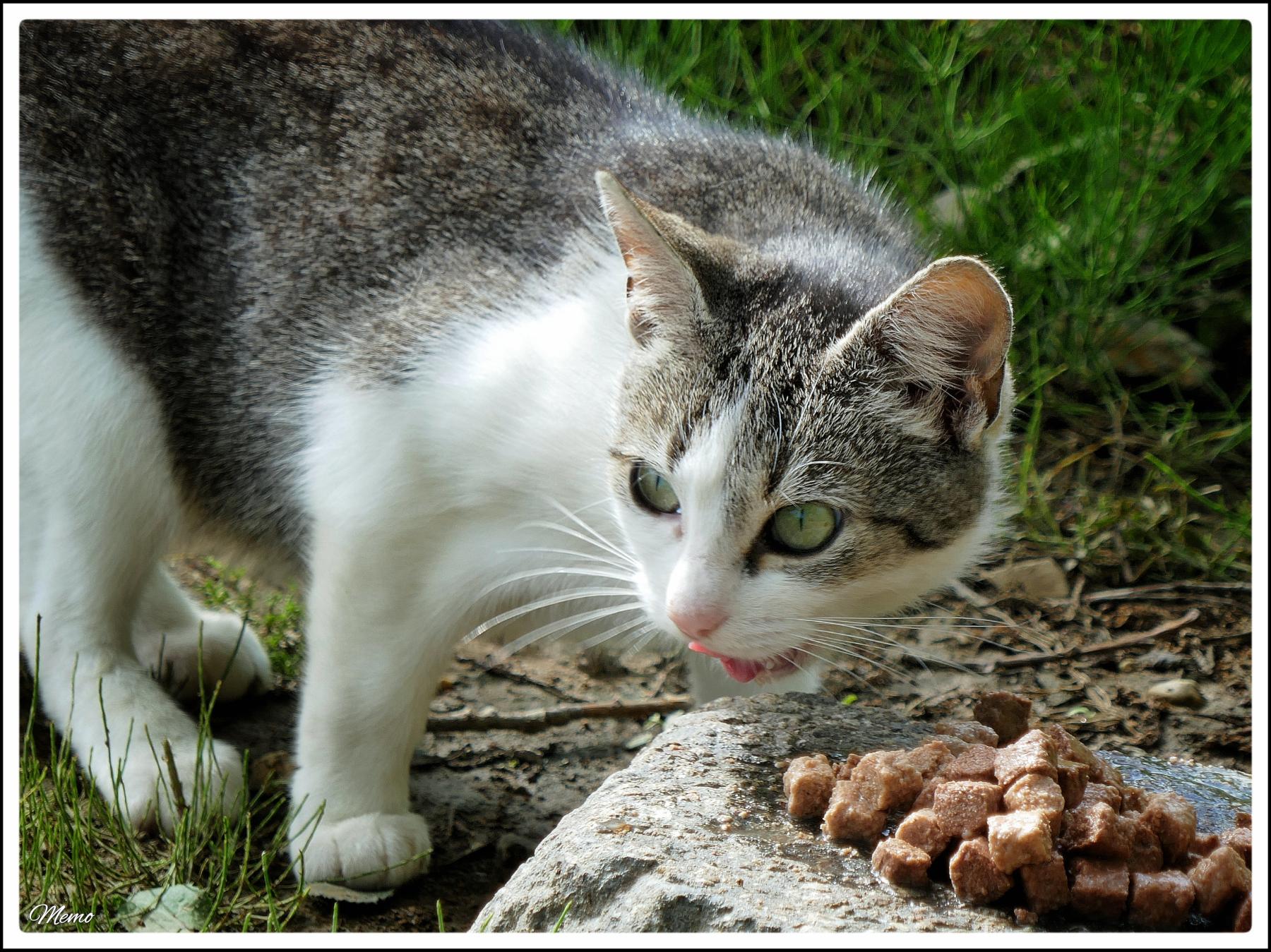 Bildbeschreibung: Die Moorkatzen beim Fressen.