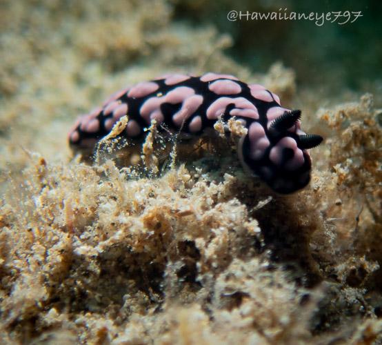 A pink and black sea slug crawling over a sandy ocean reef. The pink lumps on this pinky tip-sized creature are smooth and raised. Its rhinophores are black.