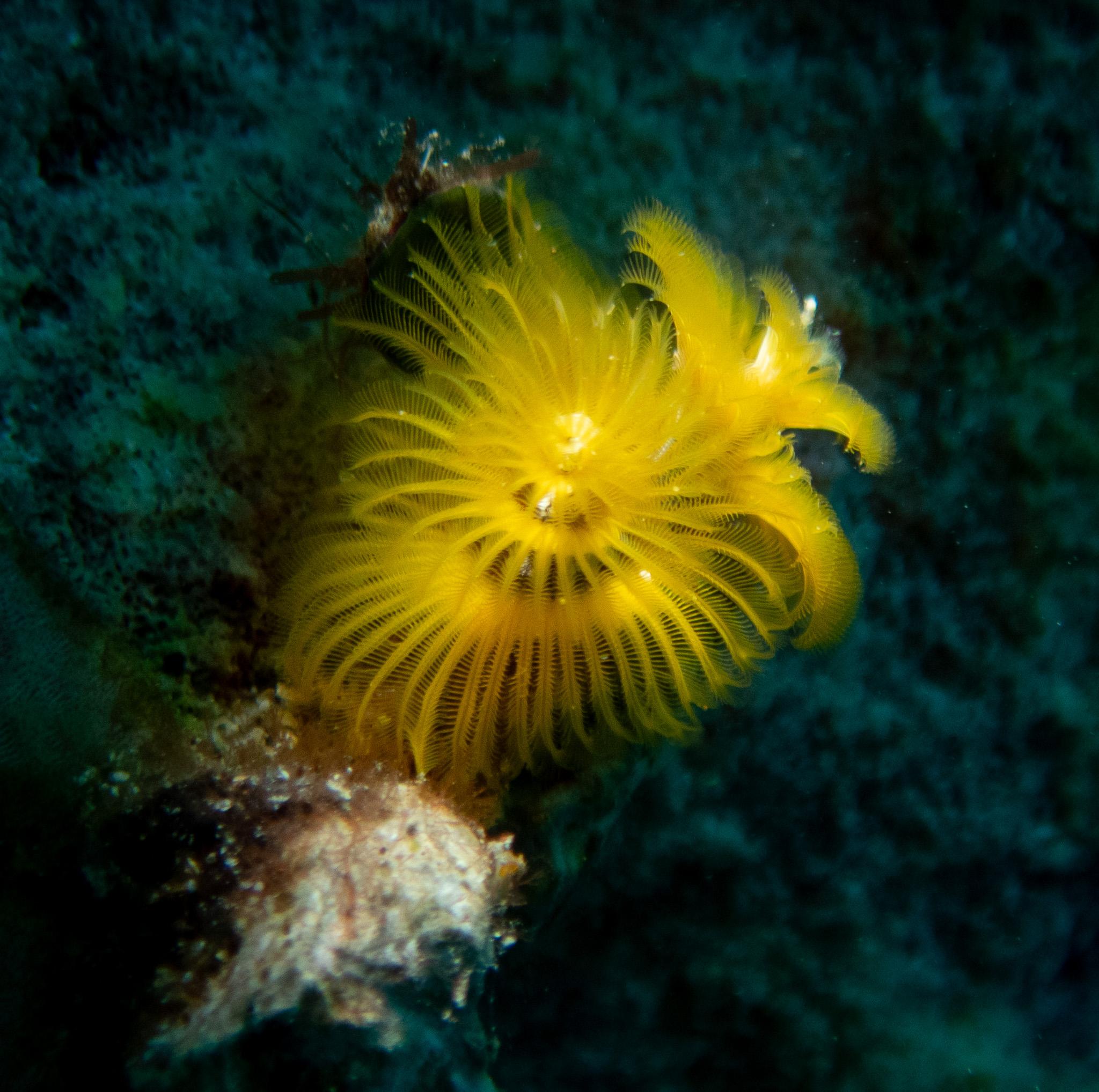 The delicate yellow flower-like branches of a tube-building worm's respiratory and feeding structures are seen against a dark background.