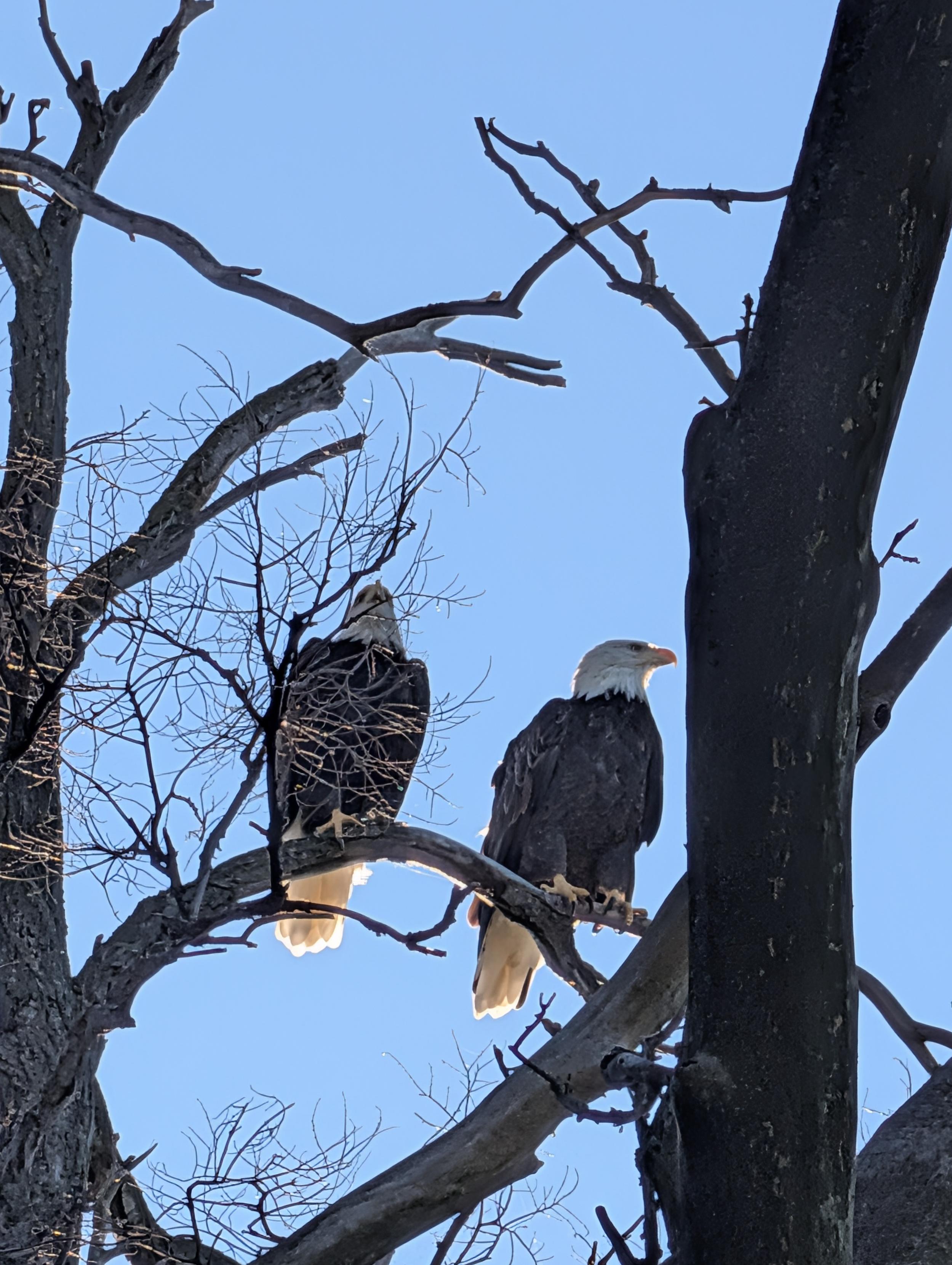 Two eagles sitting on a branch