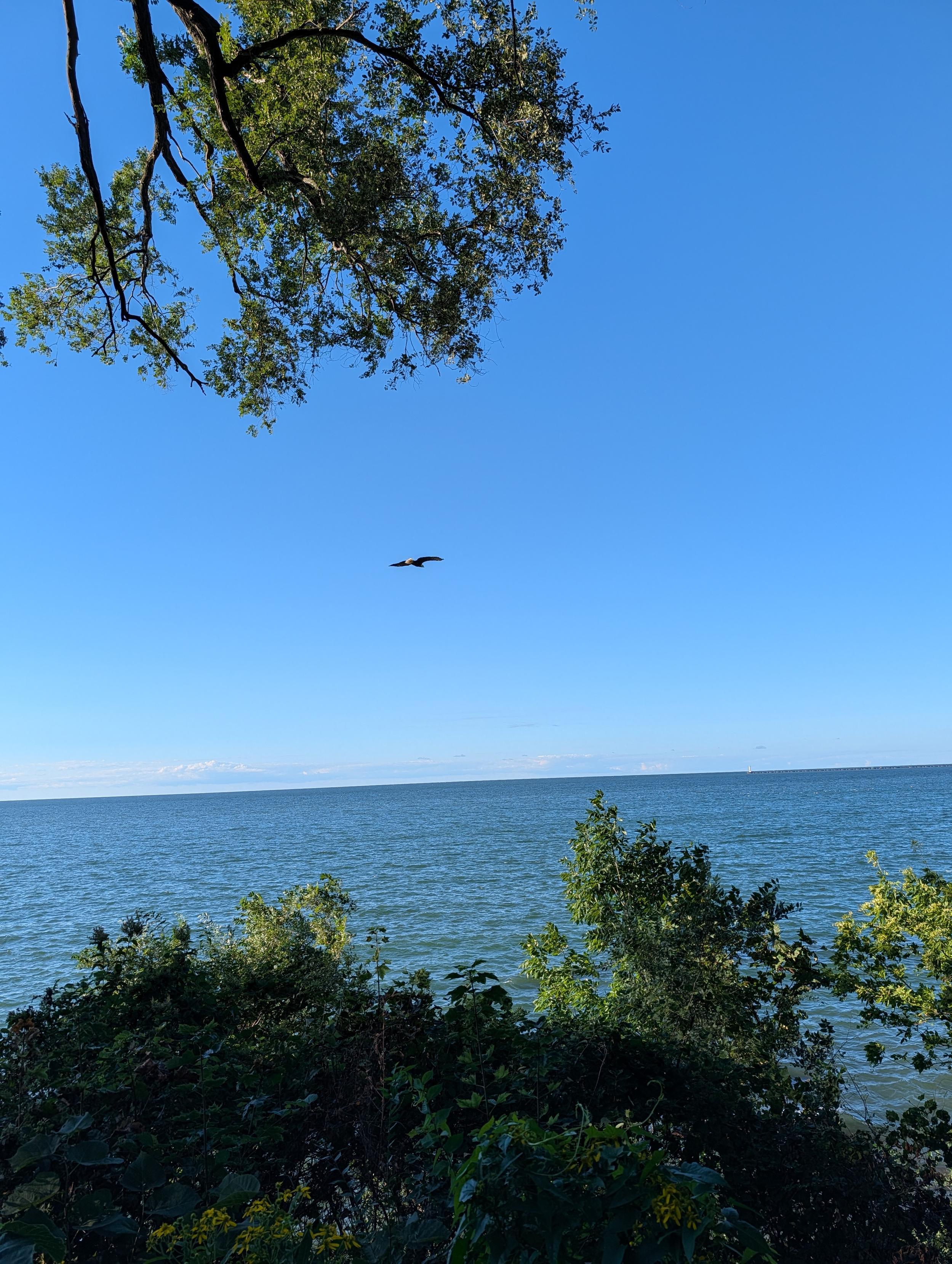 An eagle flying over water