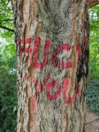 Nahaufnahme eines aufrechten Baumstamms mit tief gefurchter, grau-brauner Rinde. Auf der Vorderseite prangt ein mit roter Sprühfarbe aufgebrachtes Graffiti mit den Worten „FUCK YOU“, zweizeilig angeordnet. Der Hintergrund zeigt unscharfes, dichtes grünes Blattwerk eines Waldes oder Parks bei Tageslicht.