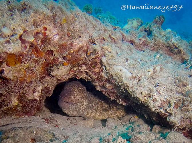 An earth-colored moray eel resting in a crevice at an ocean reef. It has a large head, small round eyes and is covered with fine dark mottling. The reef above the eel is largely featureless, with a splash of blue ocean to the upper right.
