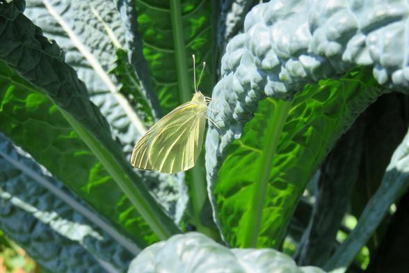 Ein hellgelber bis weißlicher Schmetterling sitzt mit zusammengeklappten Flügeln auf einem großen, dunkelgrünen Kohlblatt. Seine Flügel sind von feinen Adern durchzogen. Die langen Fühler ragen nach oben. Rundherum stehen dicht angeordnet weitere große, stark gewellte Kohlblätter, die teilweise von Sonnenlicht durchleuchtet werden.