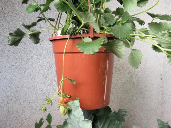 Eine üppige Erdbeerpflanze wächst in einem rötlich-braunen Hängetopf vor einer hellen, rauen Wand. Zahlreiche grüne, gezähnte Blätter ragen über den Topfrand hinaus. Ein langer Trieb hängt seitlich nach unten. Daran befinden sich eine teilweise rot gefärbte Erdbeere sowie mehrere kleinere grüne Früchte. Unterhalb des Topfes sind weitere grüne Blätter zu sehen.
