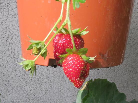 Drei rote, reife Erdbeeren hängen an dünnen grünen Stielen vor einem rötlich-braunen Pflanzgefäß. Daneben befindet sich eine kleine, noch grüne Erdbeere. Die Früchte sind von grünen Kelchblättern umgeben und werden von hellem Sonnenlicht beschienen. Am unteren Bildrand ist ein großes grünes Blatt angeschnitten zu sehen.
