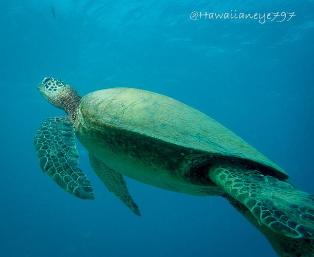 A sea turtle swimming in the water column. The turtle is greenish, caused by algae, and poor sunlight penetration in the water. It has a smooth rounded carapace, head and flattened fins. The background is blue.