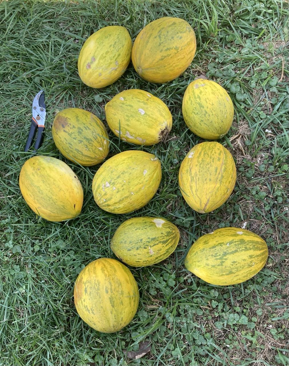 11 medium-sized oblong melons on the grass in the shade.  The melons are predominantly yellow but also have some green mottling.  

At the top left are some pruning shears for scale.  The melon beside the shears has a small brown patch on the skin — a minor sunburn from last week’s heat wave.