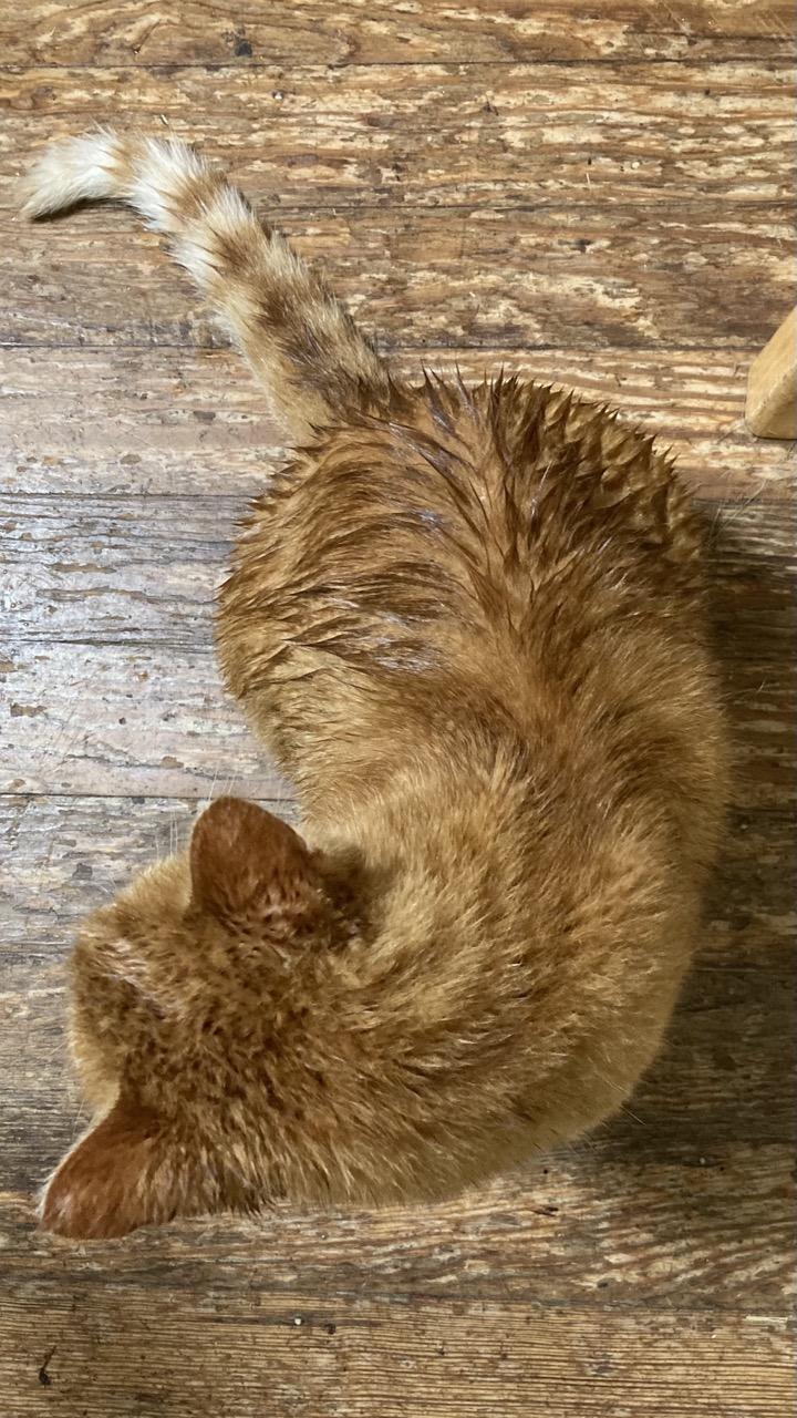 Ronronia displays the wet, matted orange fur on her back.   The “grain” of the tabby stripes on her neck pairs well with the grain of the wooden floorboards.