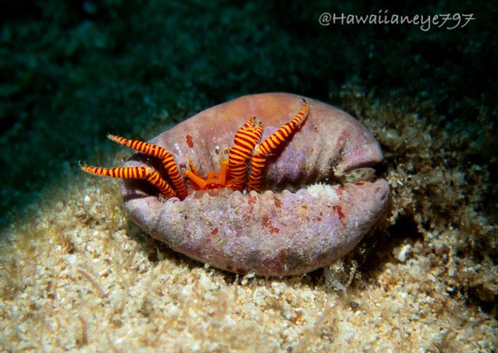 An orange hermit crab crawls out of its flipped over shell. It has legs that are orange and red in alternating fine bands. The shell, its temporary home until it grows too large, is a dusty rose color.