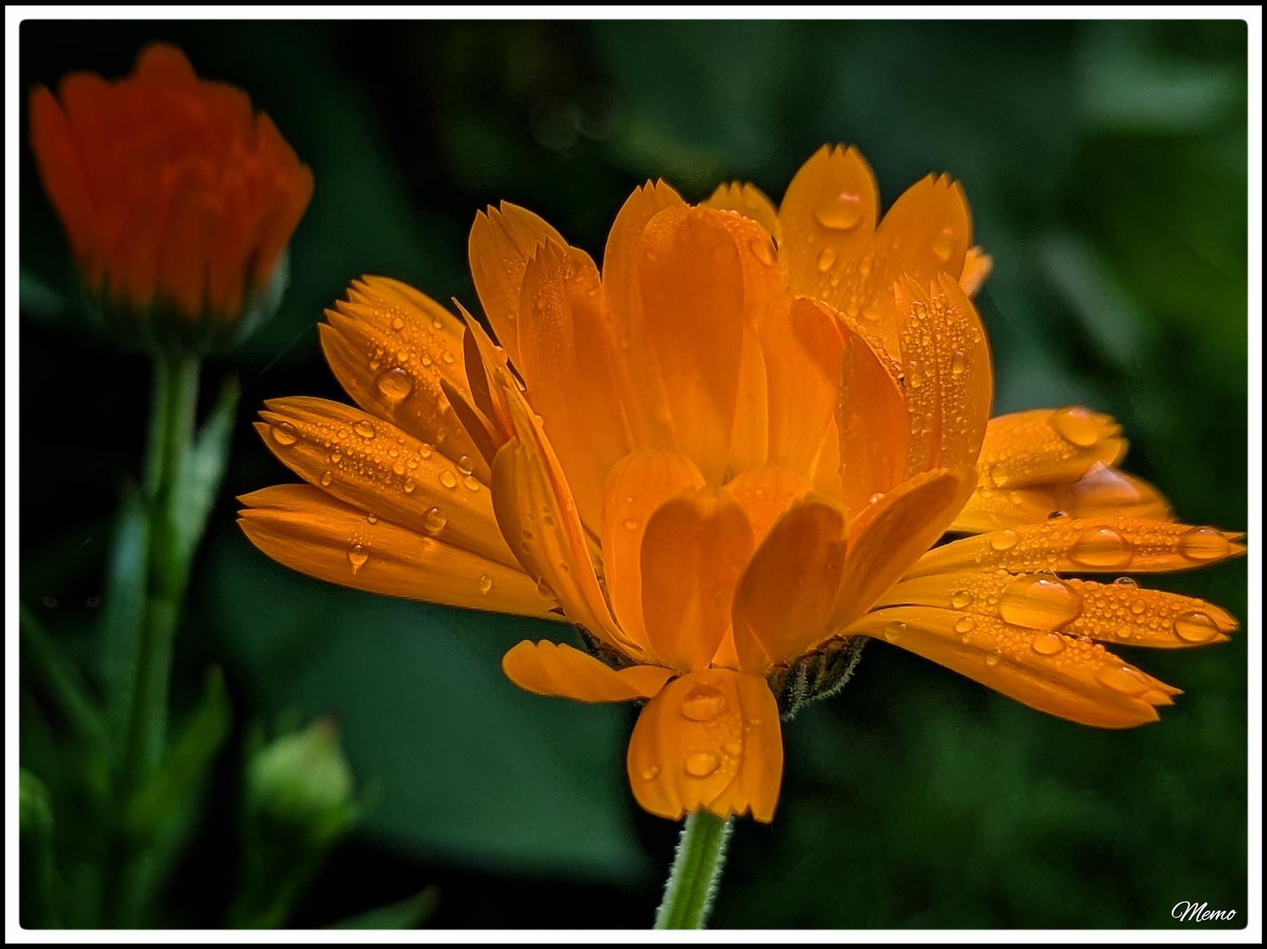 Bildbeschreibung: Eine orangefarbene Ringelblume mit kleinen Wassertropfen auf den Blütenblättern.