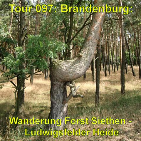 Ein ungewöhnlich gewachsener Baum mit einem großen, knorrigen Ast, der sich wie ein verknotetes Seil krümmt. Der Baum steht in einem Kiefernwald, dessen Boden mit trockenem Gras bewachsen ist. Im Hintergrund sind weitere gerade gewachsene Kiefern zu sehen, die einen starken Kontrast zum geschwungenen Ast bilden.