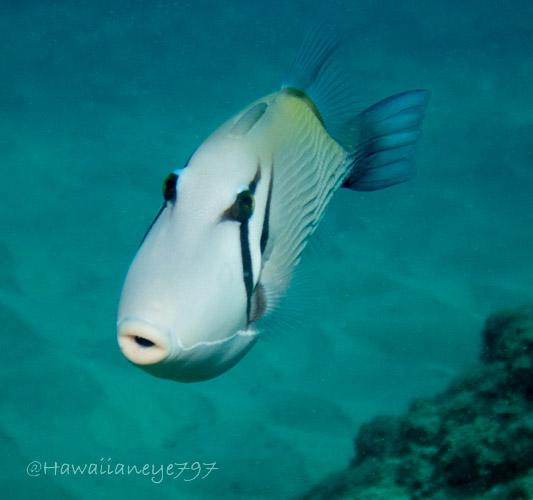 A white fish with a broad face and puckered lips swimming towards the camera. It has black scythe-like markings through its eyes and paralleling its gill slits. Its back has a very faint shading of yellow.