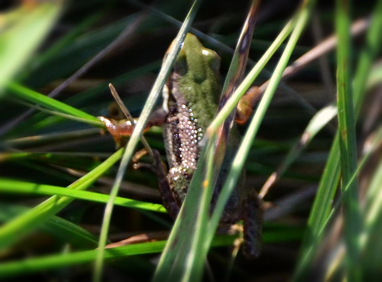 frog 1 same alt all pics Several views of a tiny frog moving around among coarse grass/sedges the blades, which seem almost half as wide as the frog. The frog is a light medium green on its back blending to beige/tan on its almost translucent legs with some faint to dark spots mostly toward the back ends. On its sides, the green gives way to the same tan colour, with a dark border band, mostly at the front and a wider dark band  on the sides toward the belly. In a couple of the shots, somewhat out of focus, the light coloured sides are more prominent, with the sun hitting them and turning the textured flesh (like little raised dots) into sparkles.