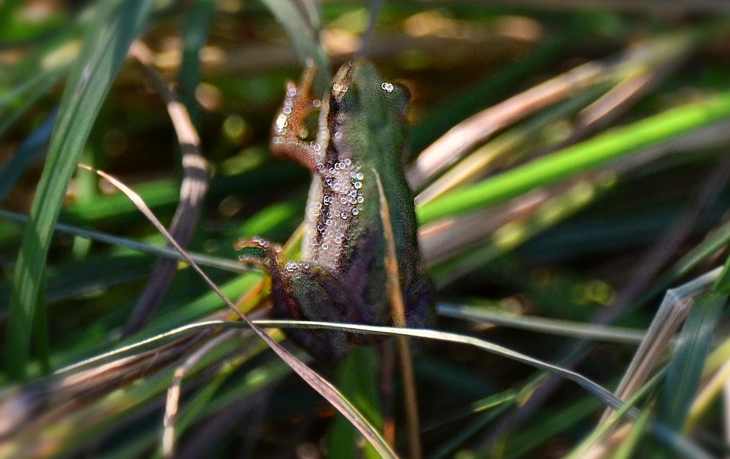 frog 1 same alt all pics Several views of a tiny frog moving around among coarse grass/sedges the blades, which seem almost half as wide as the frog. The frog is a light medium green on its back blending to beige/tan on its almost translucent legs with some faint to dark spots mostly toward the back ends. On its sides, the green gives way to the same tan colour, with a dark border band, mostly at the front and a wider dark band  on the sides toward the belly. In a couple of the shots, somewhat out of focus, the light coloured sides are more prominent, with the sun hitting them and turning the textured flesh (like little raised dots) into sparkles.