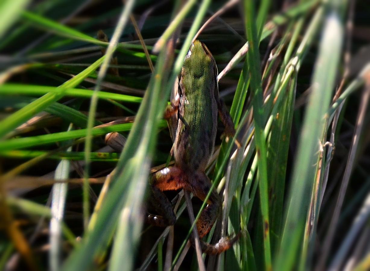 frog 1 same alt all pics Several views of a tiny frog moving around among coarse grass/sedges the blades, which seem almost half as wide as the frog. The frog is a light medium green on its back blending to beige/tan on its almost translucent legs with some faint to dark spots mostly toward the back ends. On its sides, the green gives way to the same tan colour, with a dark border band, mostly at the front and a wider dark band  on the sides toward the belly. In a couple of the shots, somewhat out of focus, the light coloured sides are more prominent, with the sun hitting them and turning the textured flesh (like little raised dots) into sparkles.