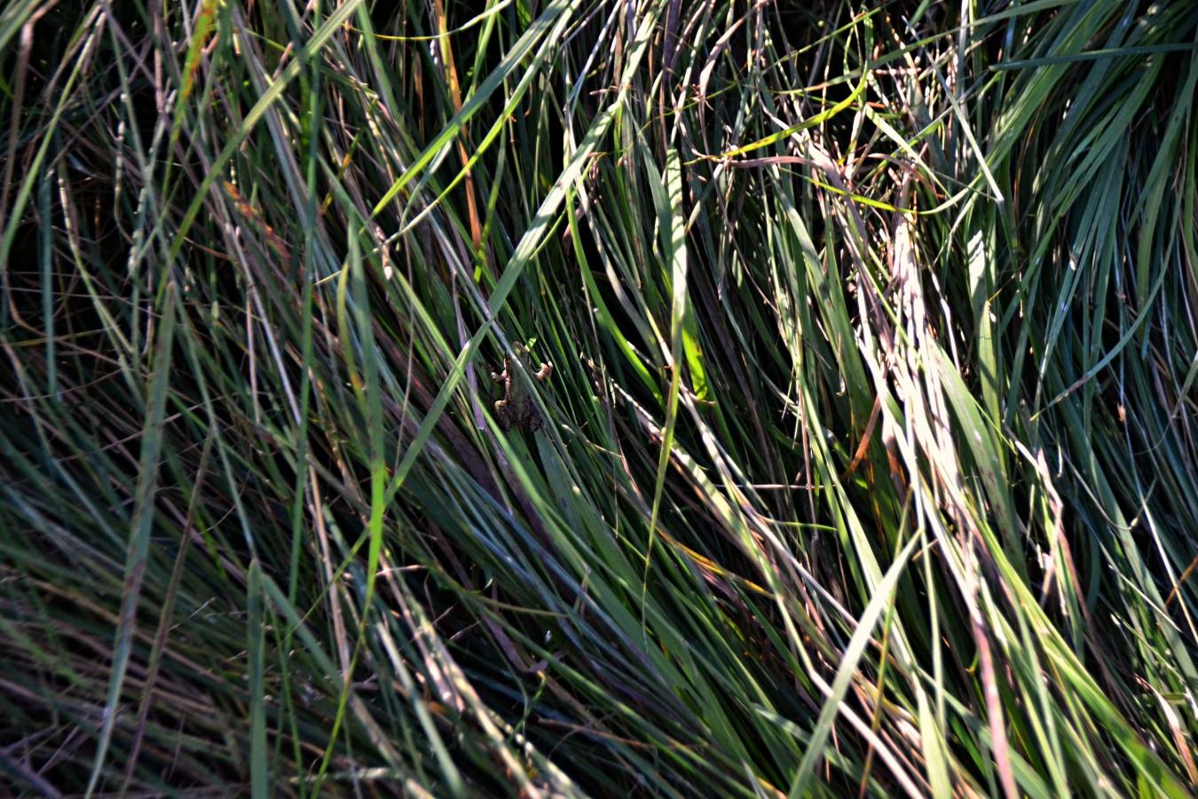 frog 1 same alt all pics Several views of a tiny frog moving around among coarse grass/sedges the blades, which seem almost half as wide as the frog. The frog is a light medium green on its back blending to beige/tan on its almost translucent legs with some faint to dark spots mostly toward the back ends. On its sides, the green gives way to the same tan colour, with a dark border band, mostly at the front and a wider dark band  on the sides toward the belly. In a couple of the shots, somewhat out of focus, the light coloured sides are more prominent, with the sun hitting them and turning the textured flesh (like little raised dots) into sparkles.