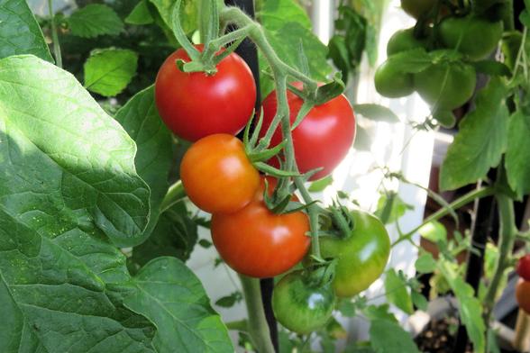 Mehrere runde Tomaten hängen dicht an einer grünen, behaarten Rispe zwischen großen Blättern. Die Früchte befinden sich in unterschiedlichen Reifestadien: Einige sind kräftig rot, andere orange oder noch grün. Sonnenlicht fällt stellenweise durch das dichte Blattwerk und beleuchtet die glatten, glänzenden Schalen. Im Hintergrund sind weitere Pflanzen und Pflanzgefäße unscharf zu erkennen.