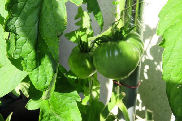 Zwei große, noch grüne Tomaten hängen dicht nebeneinander an einer kräftigen Pflanze. Die vordere Frucht ist rund und leicht gerippt, die dahinterliegende etwas kleiner. Breite grüne Blätter umgeben die Früchte. Helles Sonnenlicht fällt auf Teile der Tomaten und des Blattwerks und erzeugt starke Licht- und Schattenflächen. Rechts verläuft eine dunkle Pflanzenstütze, an der ein Trieb befestigt ist.
