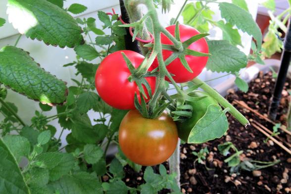 Mehrere Tomaten hängen an einer kräftigen, fein behaarten Rispe zwischen dichtem grünen Blattwerk. Zwei Früchte sind leuchtend rot und reif, eine weitere darunter ist braunrot gefärbt, während eine kleinere Tomate noch grün ist. Die sternförmigen grünen Kelchblätter liegen deutlich auf den Früchten auf. Im Hintergrund sind weitere Blätter, dunkle Pflanzerde und Teile eines Pflanzgefäßes zu erkennen.