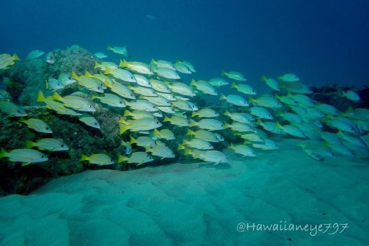 A school of yellow fish swimming over a sandy ocean reef. The fish feature thin horizontal white lines bordered with dark. There is a bluish cast to the photo with a small section, featured, lighted with a flash.