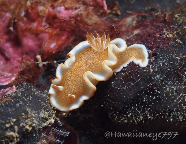 A caramel brown sea slug with a raised white margin crawls over a black object on an ocean reef. Its rhinophores are visible at the lower let, and its gills appear as a brown cluster of grass-like tufts. The area to the upper left is pink in color.