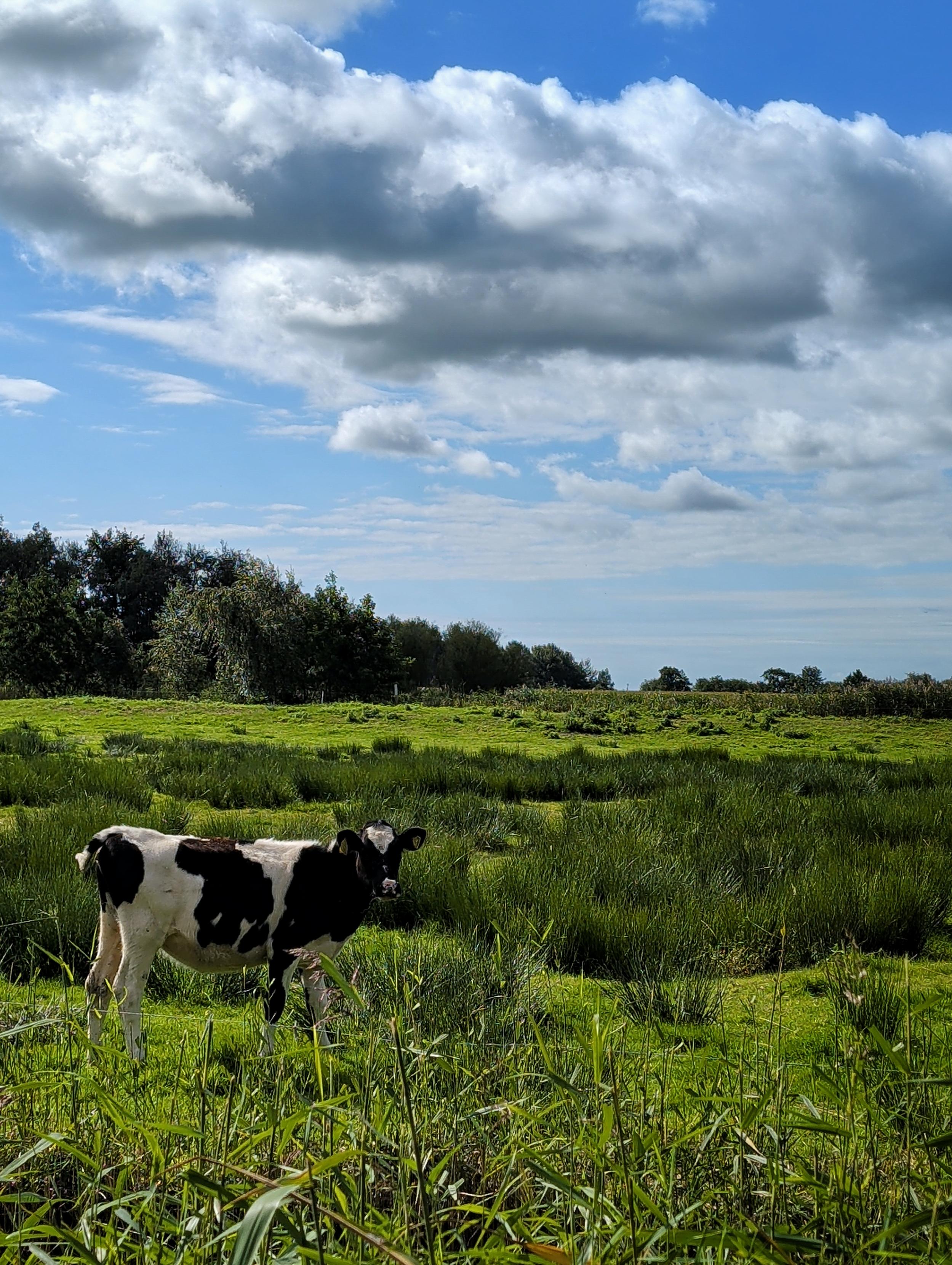 Friesland weilanden wolken met op de voorgrond een kalfje.