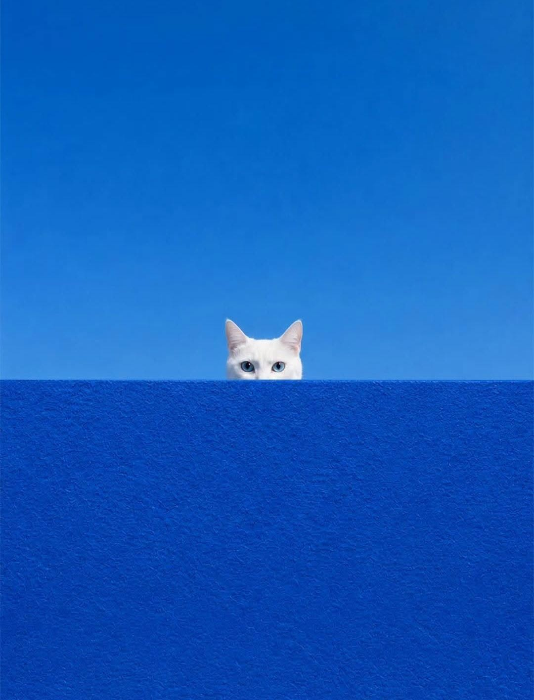 The image shows the head of a white cat peeking just above a bright blue wall against a blue sky, taken by photographer Benjamin Wolf.