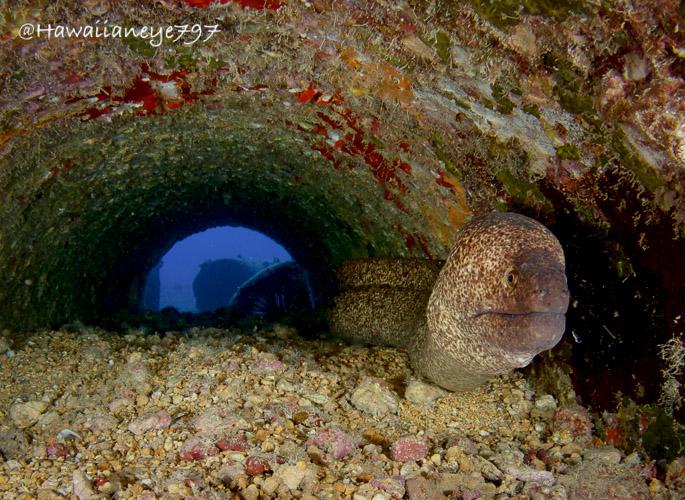 A moray eel pauses in a tube created by a large discarded concrete pipe in the ocean. The eel is a dull yellow mottled with brown. The curved roof of the pipe is covered with accretions of ocean life and debris.