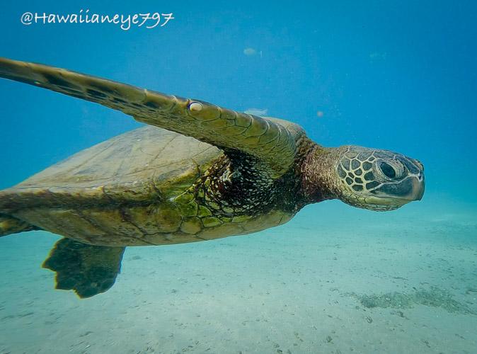 A sea turtle swimming over a sandy patch of ocean reef. It has its right front fin angled to the rear. It has a smooth rounded head, right, with dark leathery patches behind its dark oval eye, and a blunt beak-like mouth. Its carapace is smooth and brown.