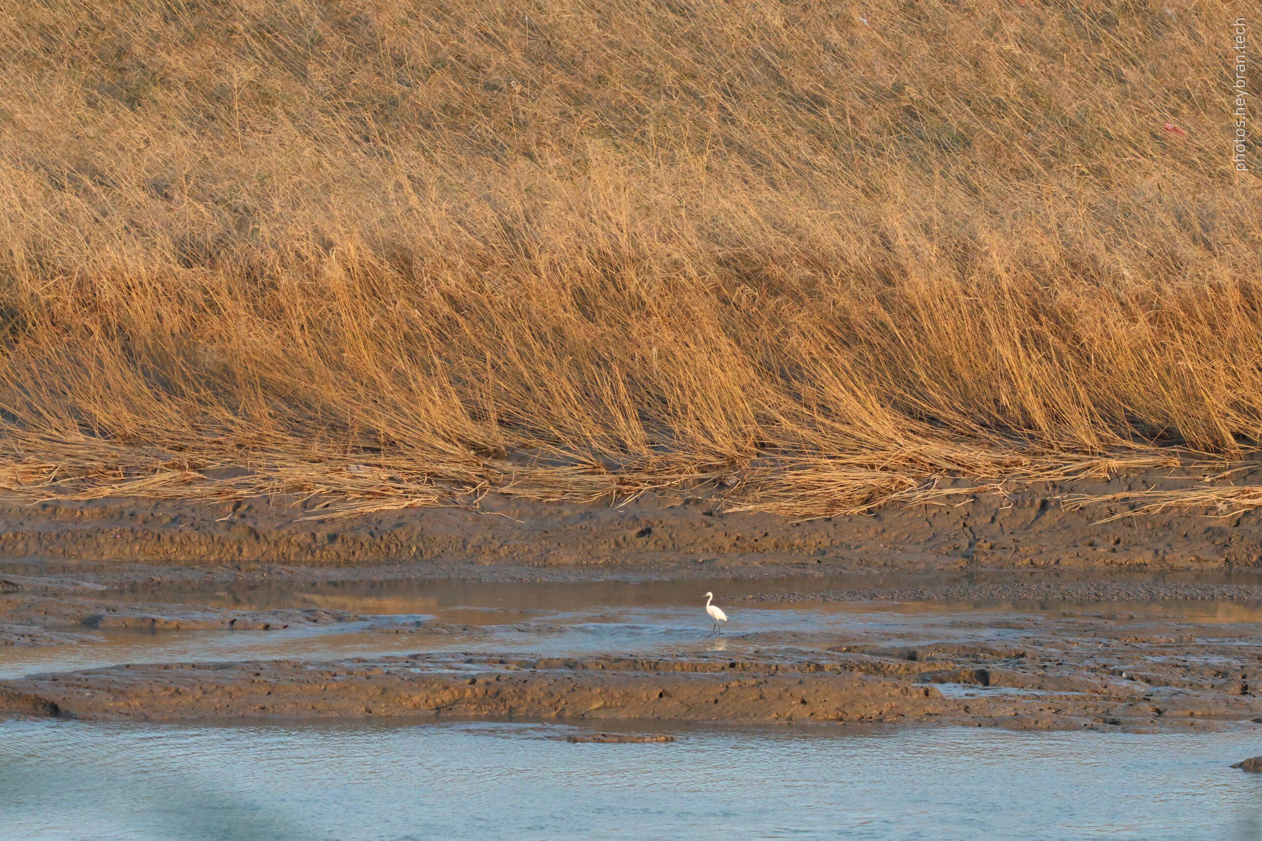 A serene landscape photograph captures a little egret standing in shallow water in a river. The background is dominated by golden brown reeds and grasses swaying gently in the breeze just before sunset. Muddy banks line the edge of the water, reflecting the sunlight. The water itself has a calm, reflective surface. The overall mood is peaceful and quiet.
