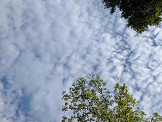Blick von unten in einen blauen Himmel mit dichter Schäfchenwolken-Decke; im rechten Vordergrund ragen grüne Baumkronen ins Bild.