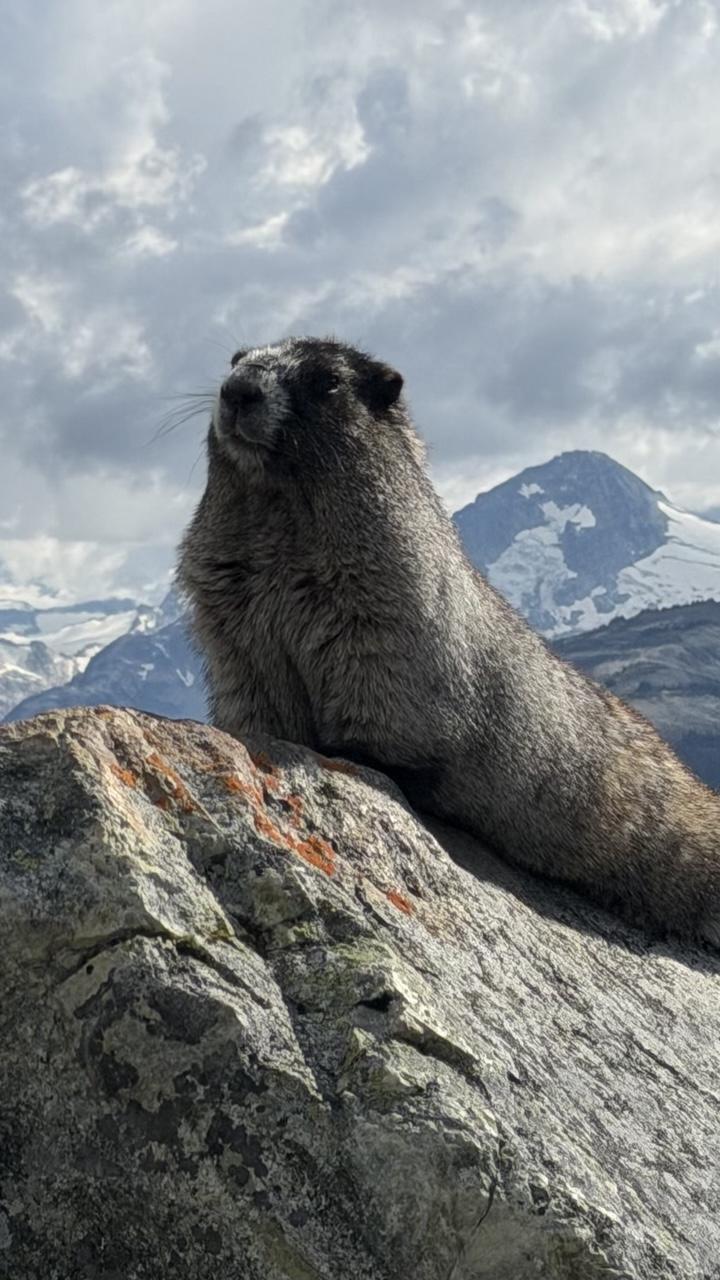 A hoary marmot strikes a noble pose atop a craggy boulder.  Behind the furry beast, in the distance, is a mountain that appears to be partially snow-covered.   Dramatic clouds above.