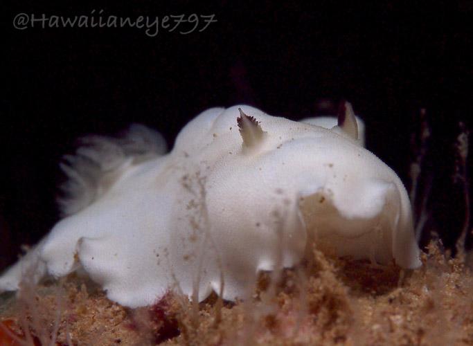 A fingertip-sized snowy white sea slug crawling on an ocean reef. The slug is largely featureless, save the usual two rhinophores, shaded gray, and gills, which appear as frilly feather-like tufts on its rear end.