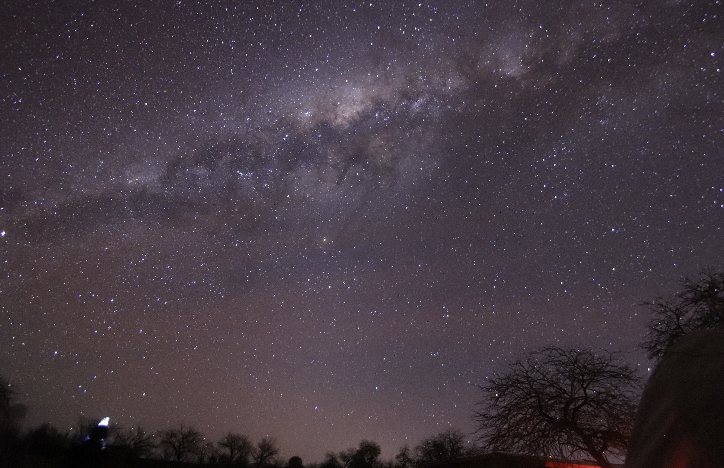 the milky way above a line of trees on the horizon