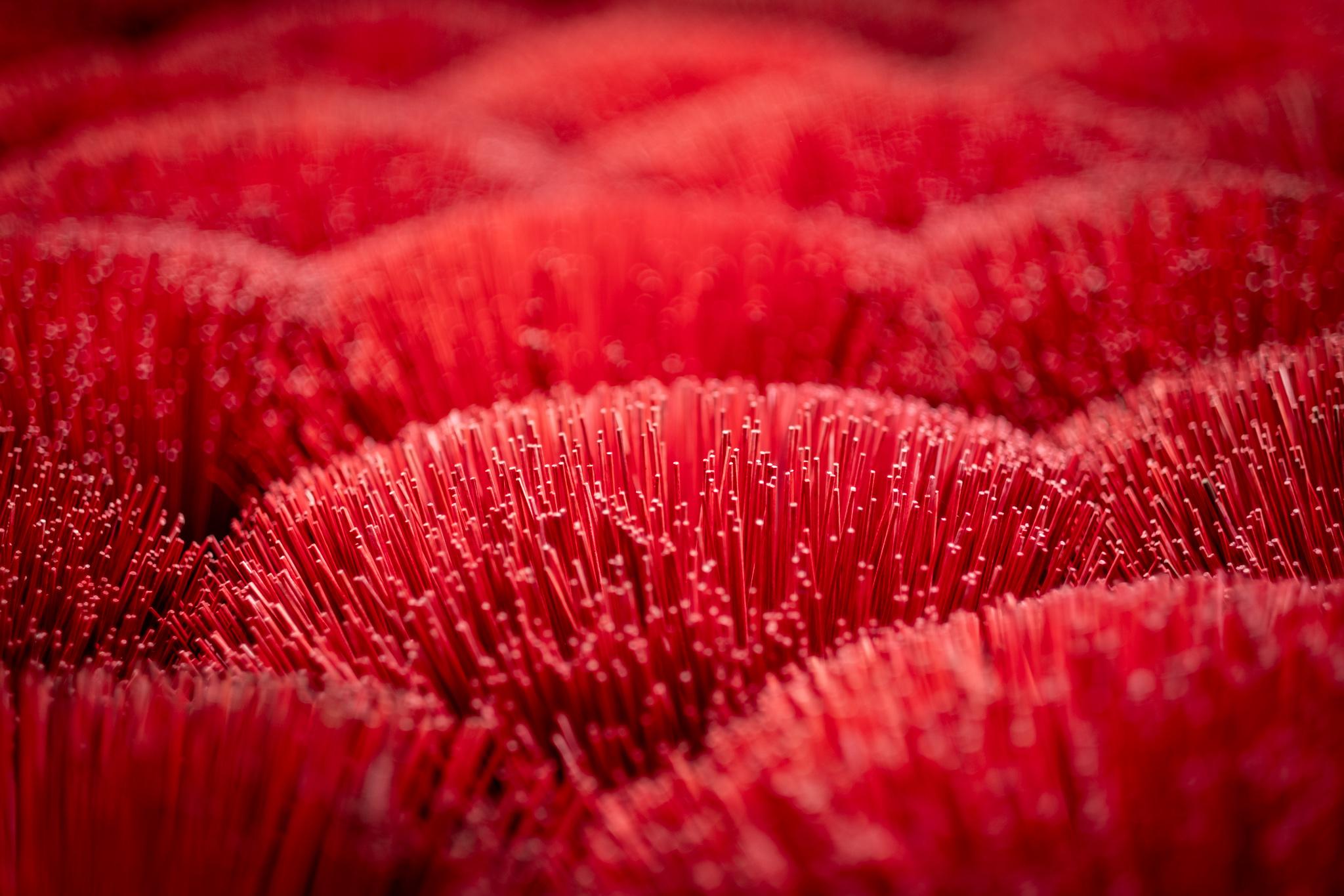Close-up of bundles of bright red incense sticks drying.