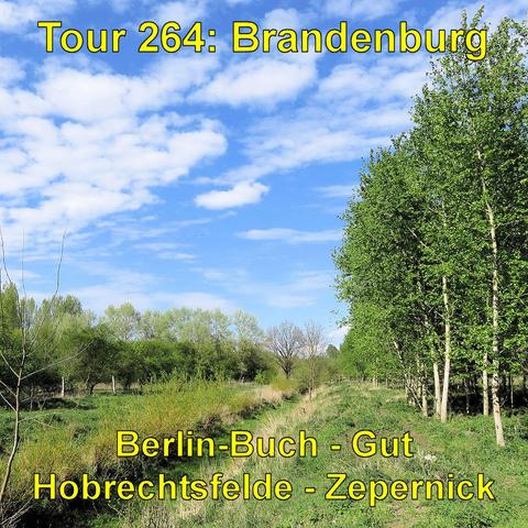 Eine ländliche Landschaft mit einer Allee aus jungen Bäumen und einer Wiese in Hobrechtsfelde. Der Himmel ist klar mit weißen Wolken.