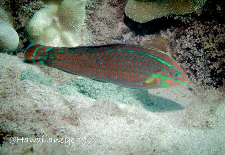 A multi-colored fish swimming over a sandy patch of reef. The fish is orange with neon green marks on its face and an orderly pattern of spots down the sides of its body. The tail ends bluntly, and its fins, at this moment, are flattened against its body.