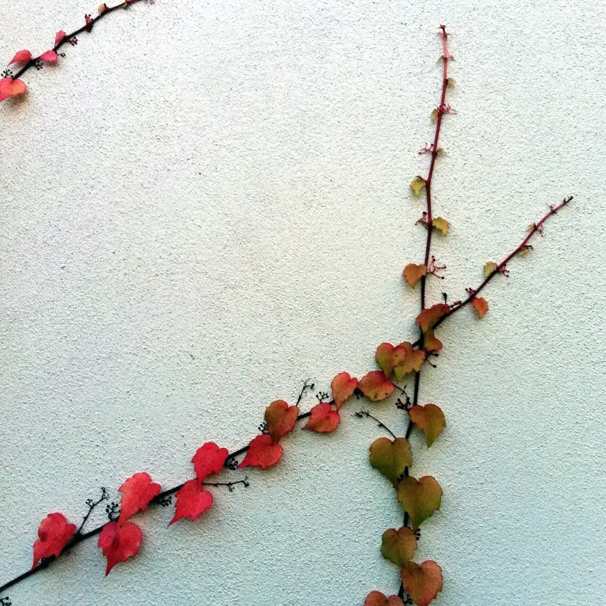 Square image of a white stucco wall in San Isidro, Buenos Aires, Argentina on which three vines with rainbow-color leaves are climbing in straight lines up and to the right. On each vine, the leaves get progressively smaller toward the leading end, until they seem to vanish.