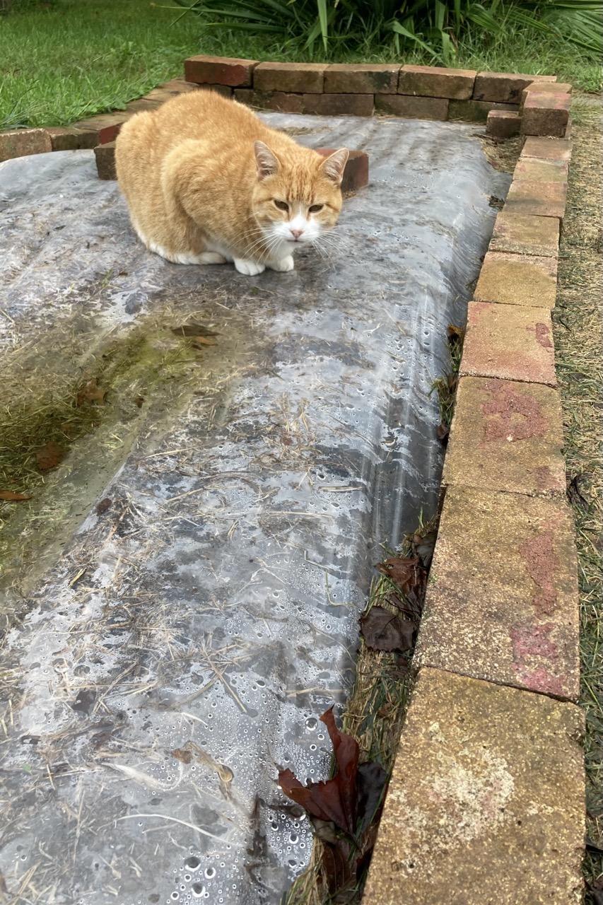 A rectangle with a brick perimeter and a clear plastic liner.  There is a puddle with greenish algae on the liner.  Beyond the puddle is an orange and white cat looking sullenly at the camera.