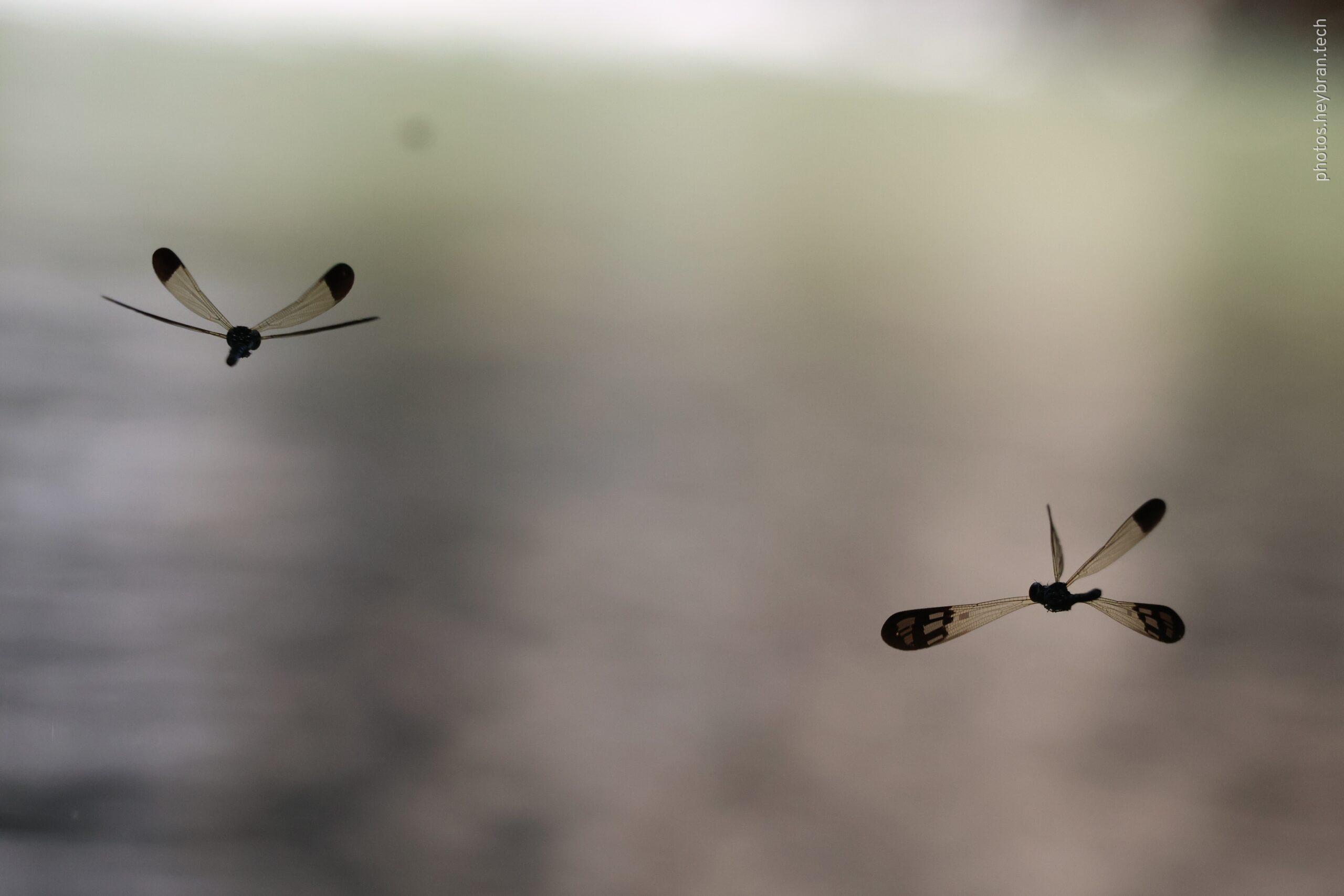 Two Damselflies are captured in-flight against a blurred background mixed with gray, brown and green tone. Due to the sunlight is in front of the damselflies, they are showing more as silhouette on their head, body and tip of the wings. Most part of their wings are semi-transparent so the background tone can been seen through the wings.