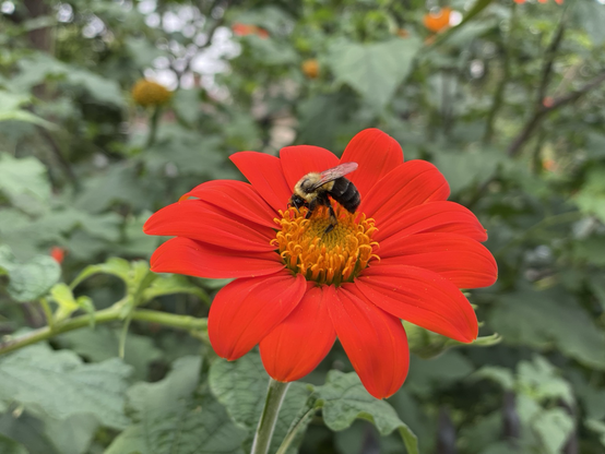a red flower with green leaves behind it and a bee sitting on its center probably collecting pollen