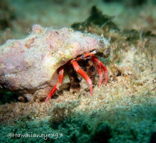A hermit crab with slender red legs and yellow eye stalks crawling over an ocean reef. Its shell is white and irregularly shaped. The eye stalks are banded with white and the tips are black with white spots.