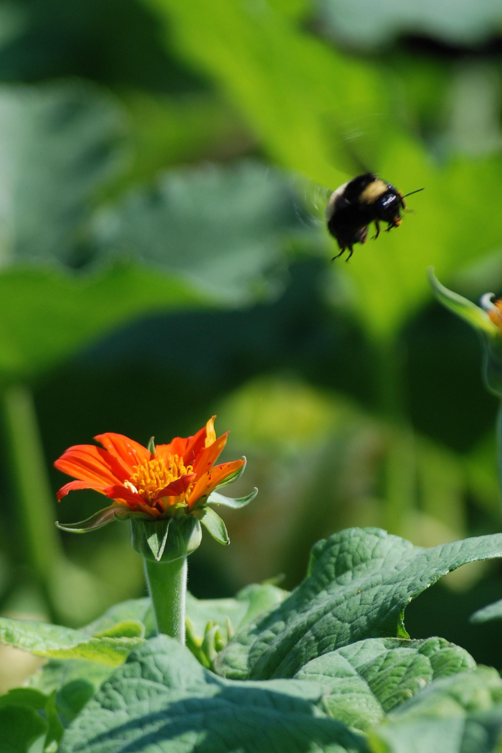 A large yellow and black bumblebee has just lifted off from an orange Mexican Sunflower.