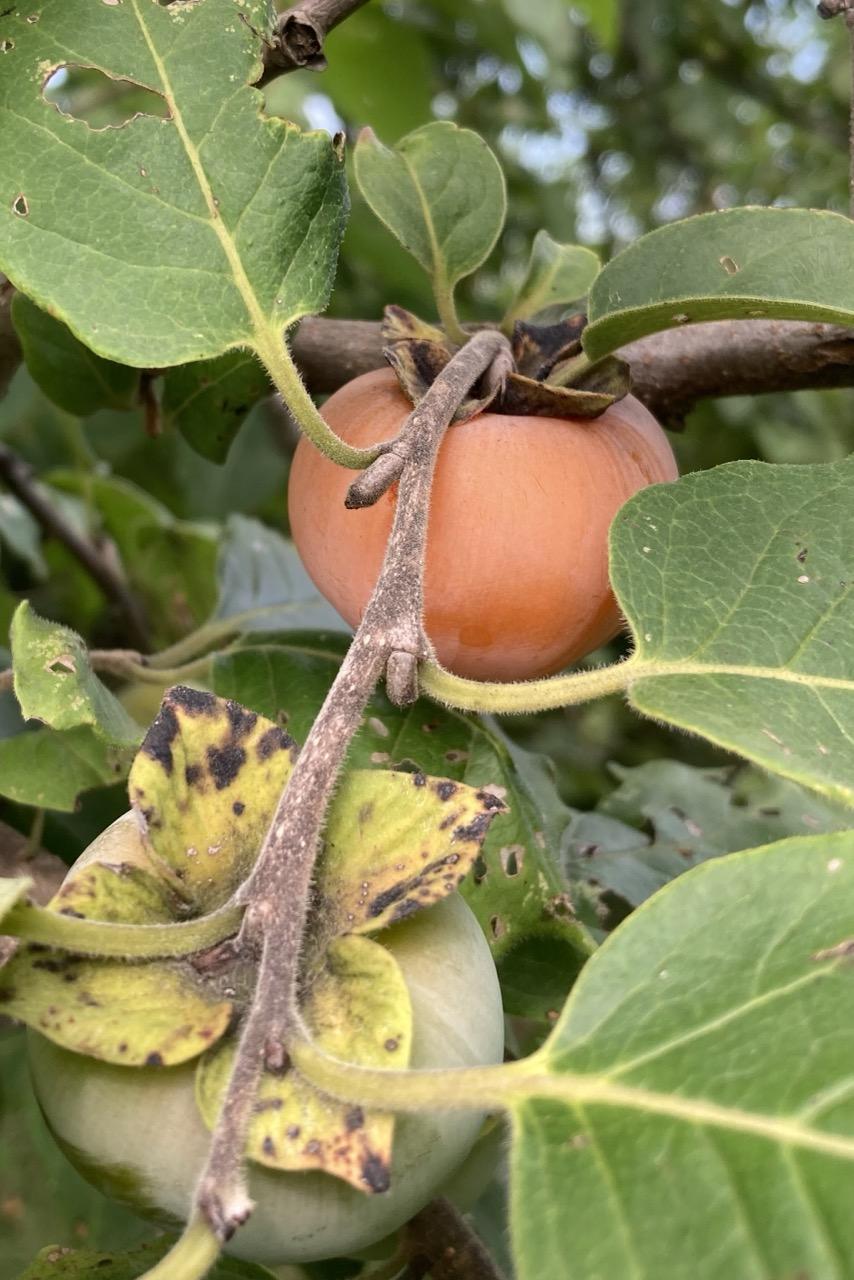 Two ping-pong ball sized persimmons on a twig with green leaves.  The upper persimmon has a nice orange color and is almost ripe.  The lower persimmon is still mostly pale green with maybe a hint of orange.