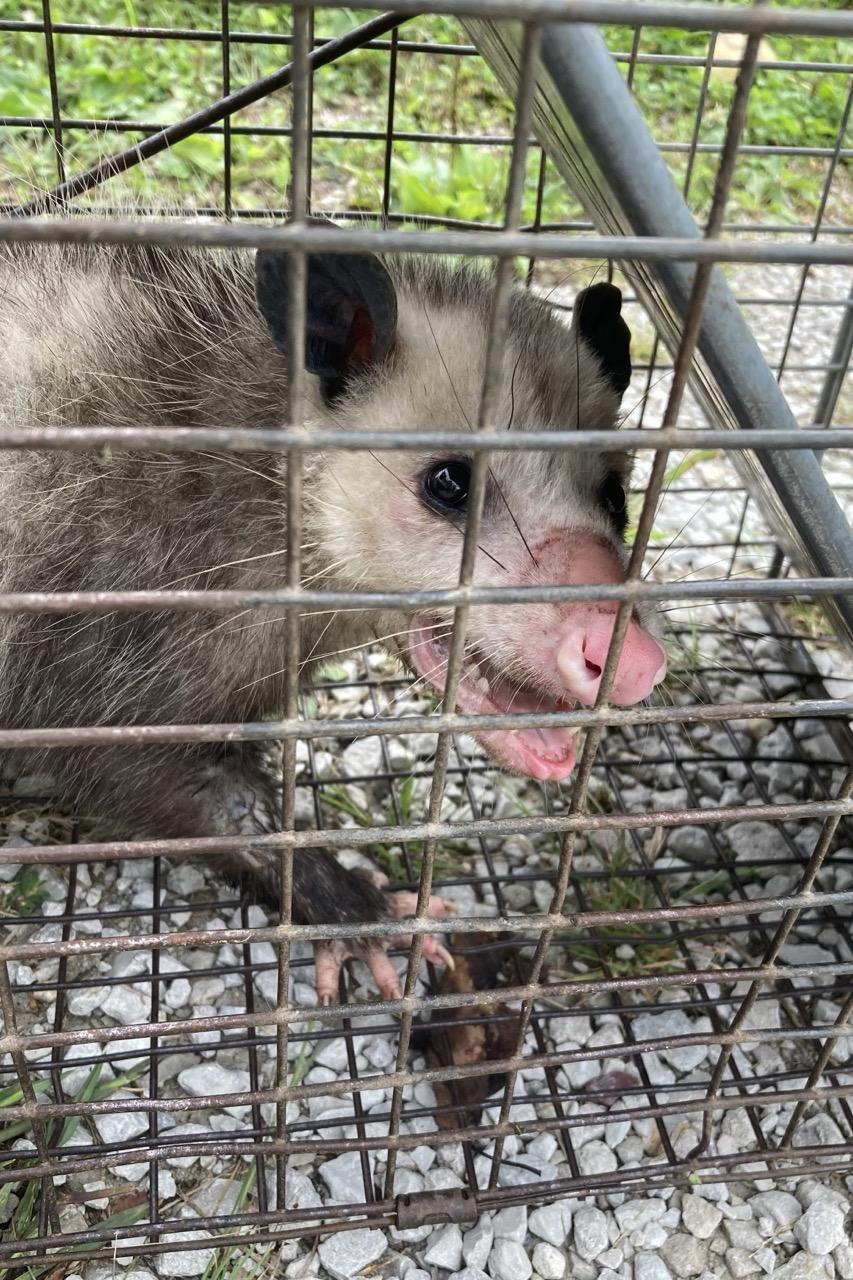 Possum #1.  A medium-sized possum inside a cage type trap.  It is looking at the camera and has its mouth open, showing its pink tongue and small sharp teeth.  The possum’s face is white, its ears and eyes black, and its nose pink. Pink toes, too.
