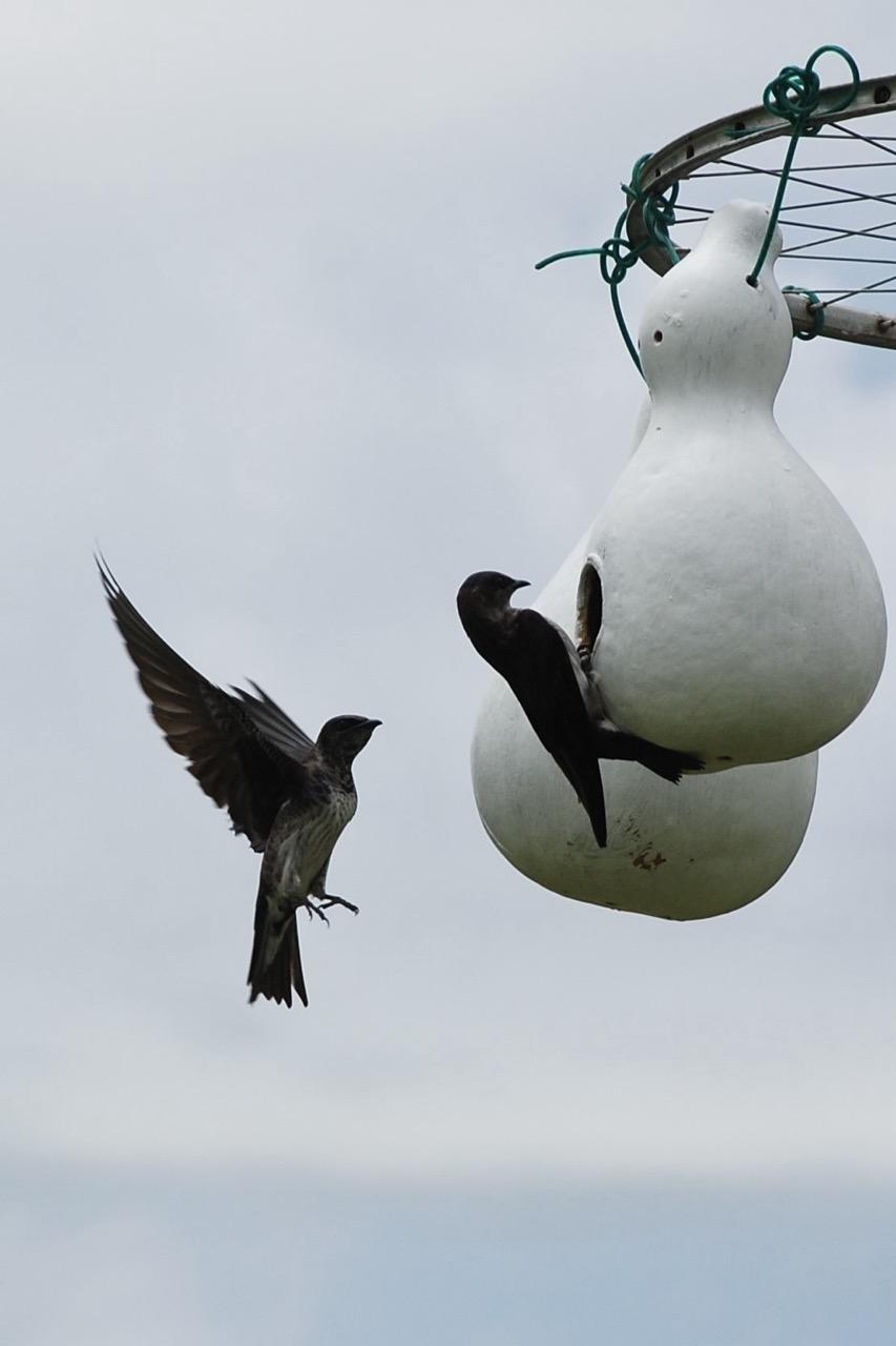 Golondrinas (Purple Martins) y su casa de calabaza.