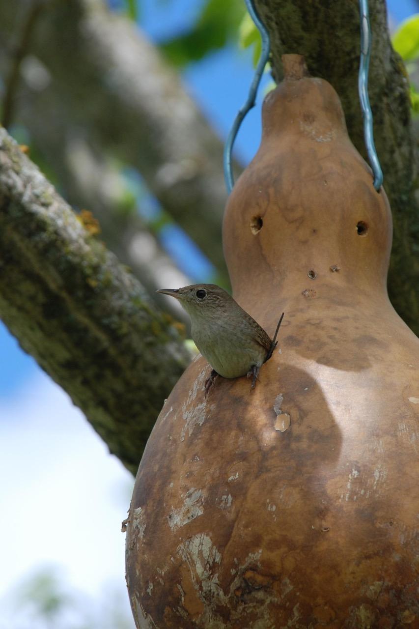 Un chochín (House Wren) saliendo de su casa de calabaza.